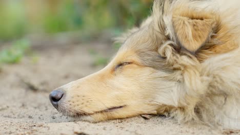 Rough-collie-sleeping-on-ground-outdoors,-close-up-view