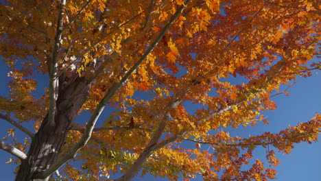 Herbstliche-Gelbe-Blätter-Eines-Ahornbaums-In-Einem-Ruhigen,-Sonnigen-Park