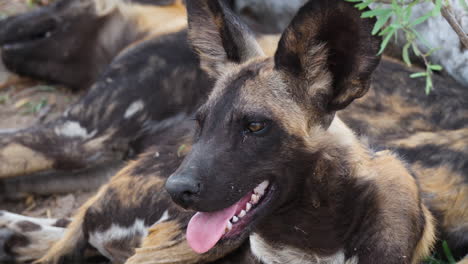 Nahaufnahme-Eines-Gefährdeten-Afrikanischen-Wildhundes,-Der-In-Der-Savanne-Afrikas-Auf-Dem-Boden-Liegt