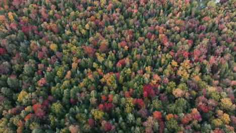 Bird's-Eye-View-Of-Multi-Colored-Forest-Trees-On-Autumn-Day