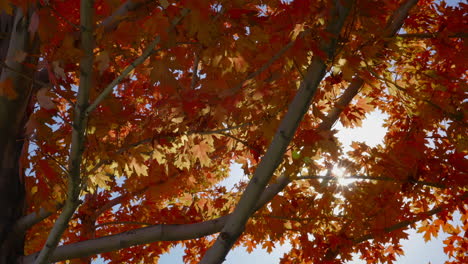 Ahornbaum-Herbstblätter-An-Einem-Windigen-Tag-Mit-Hellem-Sonnenlicht-Im-Hintergrund