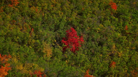 Red-Foliage-Of-Tree-Among-The-Green-Foliage-In-Forest-During-Autumn