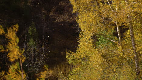 Herbstlaub-Wird-Von-Einer-Sanften-Brise-Im-Waldpark-Verweht