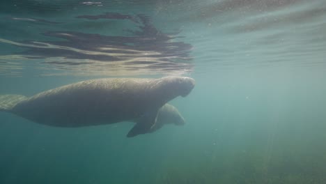 adult-and-baby-calf-manatees-swimming-on-water-surface-sun-ripples