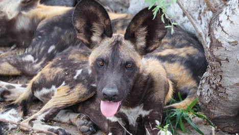 Gefährdeter-Afrikanischer-Wildhund-Mit-Ausgestreckter-Zunge,-Der-In-Die-Kamera-Blickt