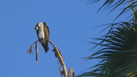 Osprey-grooming-self-long-shot-perched-slow-motion