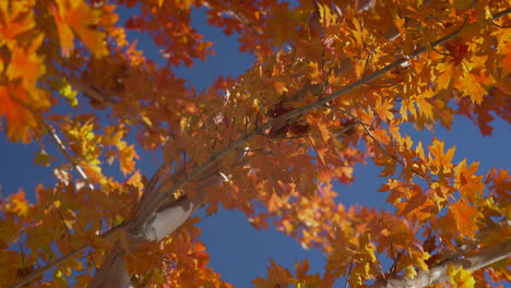 Herbstfarbene-Bäume-Vor-Blauem-Himmel