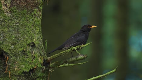 Un-Pequeño-Pájaro-Negro-Posado-En-La-Rama-Del-árbol