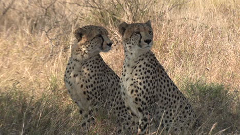 Cheetah-brothers-sitting-tall-in-the-dry-African-grass-on-a-windy-day