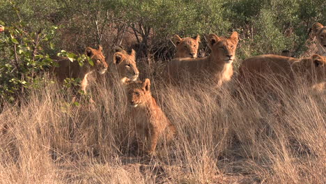 Löwenbabys-Beobachten-Neugierig-Etwas-Vor-Sich,-Während-Sie-Im-Hohen-Gras-Unter-Dem-Goldenen-Schein-Der-Heißen-Afrikanischen-Sonne-Sitzen