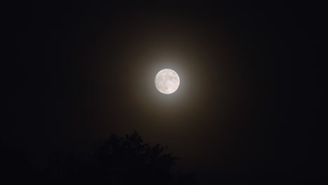 Full-Moon-Rising-Over-Tree-Silhouettes.-Timelapse