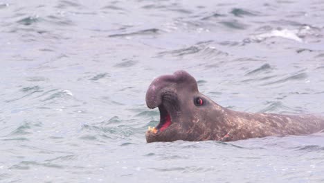 Closeup-of-the-Beach-Master-Dominant-Male-Elephant-Seal-calling-from-the-water-in-slow-motion-as-the-waves-flow-by