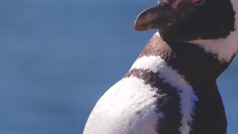 Tilt-Up-shot-of-a-Penguin-Busy-cleaning-its-feathers-with-its-hooked-beak-and-bobbing-its-head