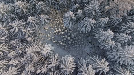 Luftaufnahme,-Parallaxenansicht,-Winterszene-Eines-Mit-Frost-Bedeckten-Kiefernwaldes