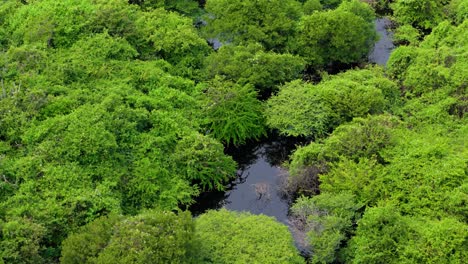 Dichte-Tropische-Vegetation-Im-Flussmündungsgebiet-Mit-Grünen,-Sich-Schlängelnden-Ranken-Und-Dunkelblauem-Wasser