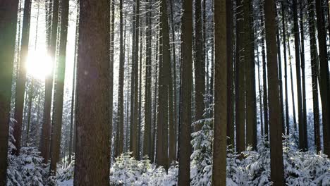 Winter-sunrise-scenery,-tall-tree-trunks-and-light-snowfall-drifting-down