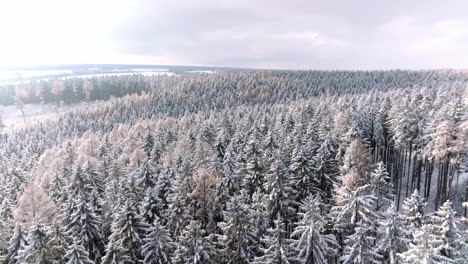 Aerial-drone-forward-moving-shot-flying-over-dense-coniferous-forest-covered-with-white-snow-on-a-cold-winter-day