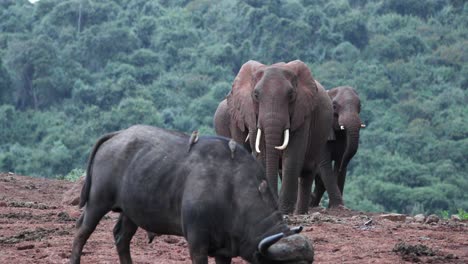 Säugetiere-In-Der-Wildnis-Im-Aberdare-National-Reserve-Park-In-Ostafrika