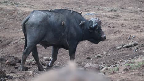 Huge-African-Cape-Buffalo-Walking-With-Oxpecker-Birds-Resting-On-Top