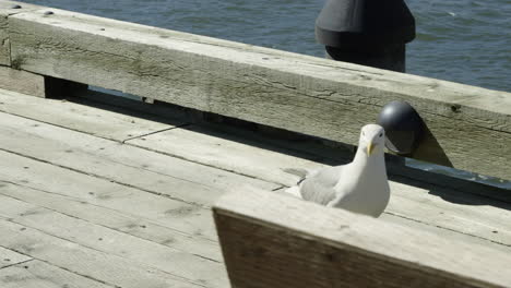 One-seagull-standing-on-a-plank-at-a-pier,-looking-around,-then-jumping-off-the-plank-and-walking-out-of-the-frame,-handheld-pan