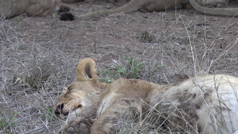 Zoom-out-from-a-young-resting-lion-to-reveal-the-entire-pride-feeding-on-a-kill