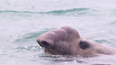 Super-closeup-of-elephant-seal-male-head-in-water-as-it-breaths-and-causes-the-water-to-dance-with-the-vibration-and-dives-down
