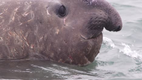 Detailed-view-of-a-scarred-face-of-a-dominant-male-elephant-seal-warrior-with-its-bulging-round-eyes-facing-us