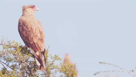 Shift-focus-from-One-Perched-crested-caracara-to-another-,-far-to-near-cinematic