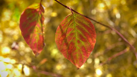 Herbstblätter-Hängen-An-Einem-Sonnigen-Tag-An-Einem-Ast