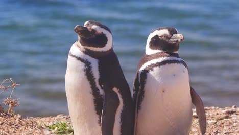 Pinguinpaar,-Das-Rücken-An-Rücken-Schleift,-Als-Ob-Es-Einer-Gleichgültigen-Familie-Gegenüber-Stünde