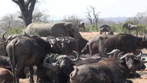 Multiple-species-of-African-animals-together-at-a-waterhole,-including-elephant,-buffalo,-wildebeest-and-impala
