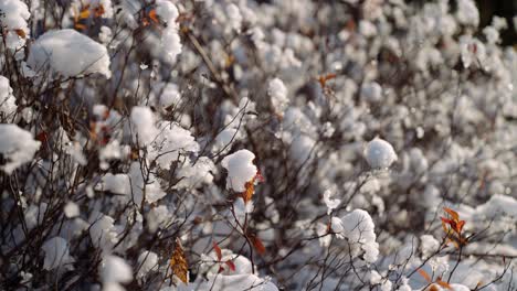 Particles-of-melting-ice-and-snow-clinging-onto-the-twigs-of-shrubs