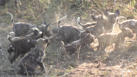 Ein-Großer-Wurf-Afrikanischer-Wildhundwelpen,-Die-Zusammen-Im-Gras-Spielen
