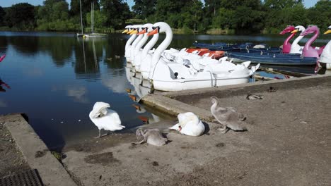 Aves-Migratorias-Acicalándose-Junto-Al-Lago-En-Mote-Park,-Ubicado-En-Maidstone-En-Kent,-Reino-Unido.