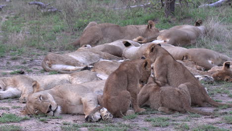 Zoom-out-on-a-sleepy-pride-of-lions-with-cubs-suckling-on-their-mother