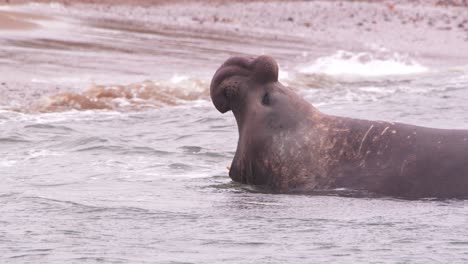 Das-Dominante-Seeelefantenmännchen-Ruft-Laut-Und-Blickt-Auf-Den-Strand,-Während-Die-Wellen-Zurückweichen-Und-Ihn-Dabei-Zurückspülen
