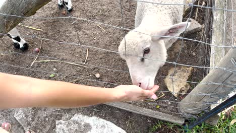 Up-close-handheld-shot:-A-woman's-hand-gently-feeds-a-sheep-on-a-peaceful-farm,-embodying-a-tender-connection-between-human-and-animal