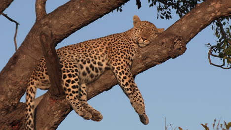 Un-Leopardo-Descansando-En-Un-árbol,-Profundamente-Dormido-Bajo-El-Resplandor-Dorado-Del-Sol-Africano