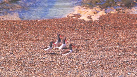 Three-Magellanic-oystercatcher-males-displaying-with-feathers-to-a-female,-courtship-dance-on-the-sandy-beach-female-playing-hard-to-get