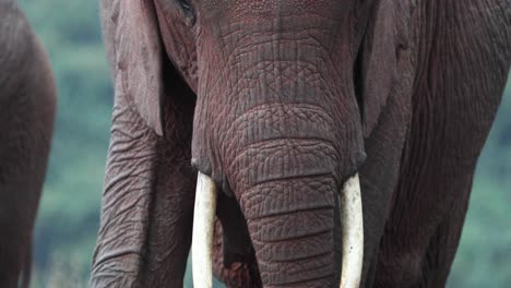Headshot-Of-An-Adult-Elephant-With-A-Long-Trunk-And-Tusk