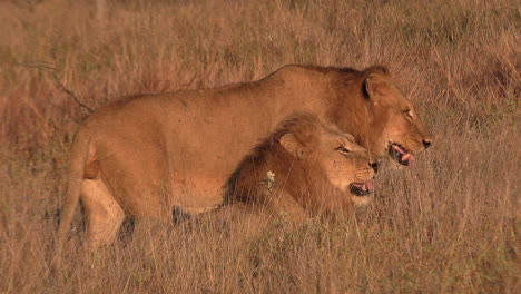 Male-lions-doing-flemin-grimace-testing-scent-of-other-lions,-also-known-as-the-Flehmen-response