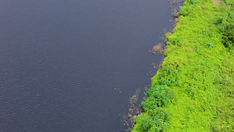 Aerial-dolly-above-windy-reservoir-lake-surface-with-vibrant-green-vegetation