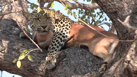 A-leopard-lies-snarling-in-a-tree-with-its-prey