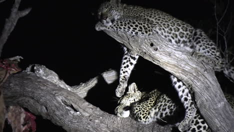Night-shot-of-leopards-sleeping-in-a-tree,-illuminated-by-spotlight