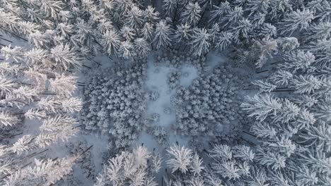 Aerial-drone-bird's-eye-view-flying-high-over-a-pine-forest-on-a-cold-winter-day