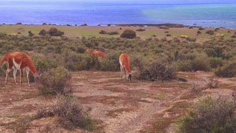 Unique-habitat-shot-reveal-of-Herd-of-Guanaco-feeding-on-the-grasses-in-the-scrubland-by-the-sea