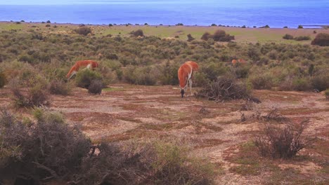 Wide-Cinematic-Drone-view-of-herd-of-guanaco-grazing-in-the-grassland-by-the-sea-in-golden-light