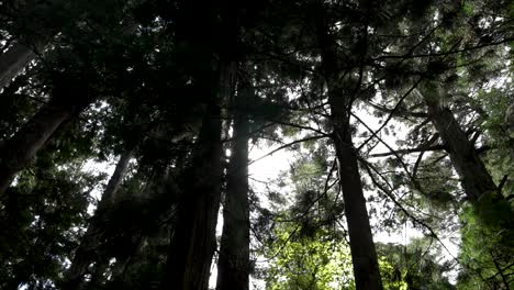 Looking-Up-At-Forest-In-Koyasan