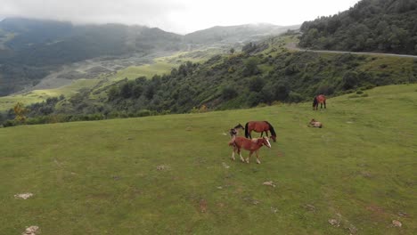 Luftdrohnenlandschaft-Mit-Braunen-Pferden,-Die-An-Der-Skyline-Des-Europäischen-Berggrüntals-In-Asturien,-Spanien,-Monsacro,-Grasen