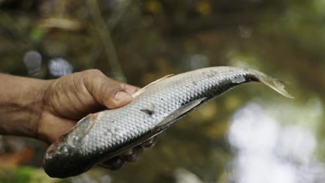 Close-up-of-a-local-fish-of-the-Cyprinidae-tribe-in-the-hand,-native-to-the-waters-of-the-Amazon-forest,-Colombia